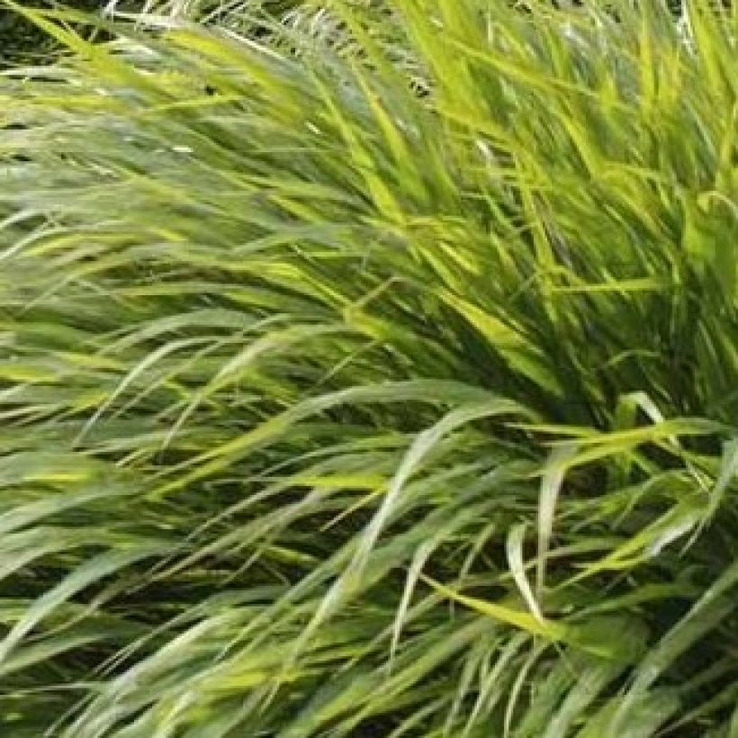 Hakonechloa macra - Japans berggras (Foliage)