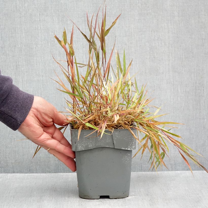 Exemplaar van Hakonechloa macra Beni-Kaze - Japans berggras Pot van 1 l/1,5 l zoals geleverd in de herfst