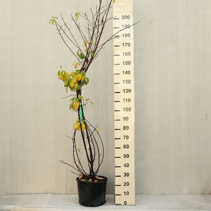 Exemplaar van Halesia carolina - Sneeuwklokjesboom Pot van 18 l/20 l zoals geleverd in de herfst