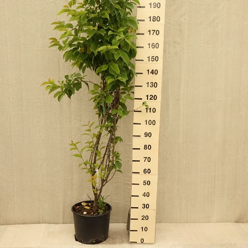 Exemplaar van Halesia carolina - Sneeuwklokjesboom Pot van 18 l/20 l zoals geleverd in de zomer