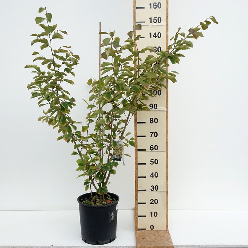 Exemplaar van Hamamelis intermedia Arnold Promise - Toverhazelaar Pot van 18 l/20 l zoals geleverd in de zomer