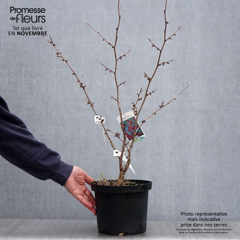 Exemplaar van Hamamelis intermedia Ruby Glow - Toverhazelaar Pot van 4 l/5 l zoals geleverd in de herfst