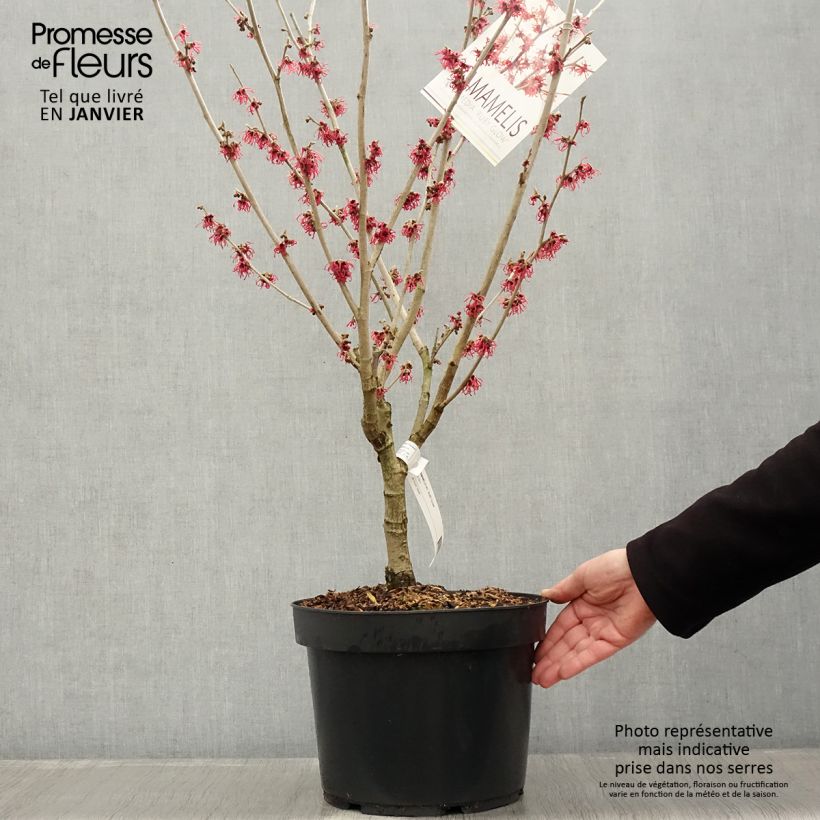 Example of Hamamelis intermedia Ruby Glow - Noisetier de sorcière Pot van 6 l/7 l as you get in hiver