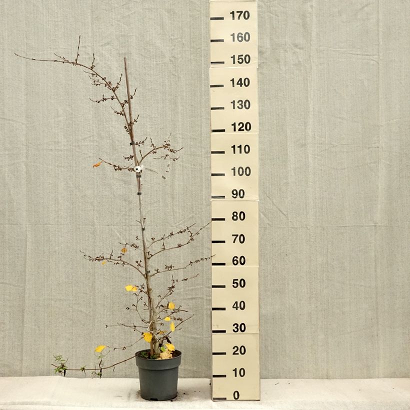 Exemplaar van Hamamelis japonica Pendula - Japanse toverhazelaar Pot van 6 l/7 l zoals geleverd in de herfst