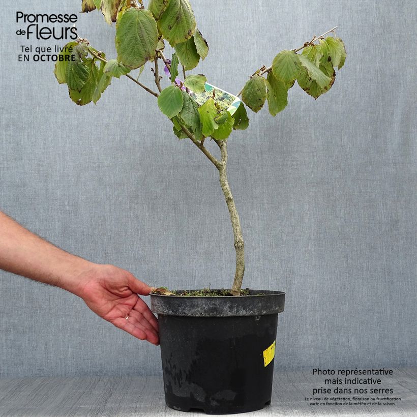Exemplaar van Hamamelis mollis Pallida - Zachte toverhazelaar Pot van 4 l/5 l zoals geleverd in de herfst