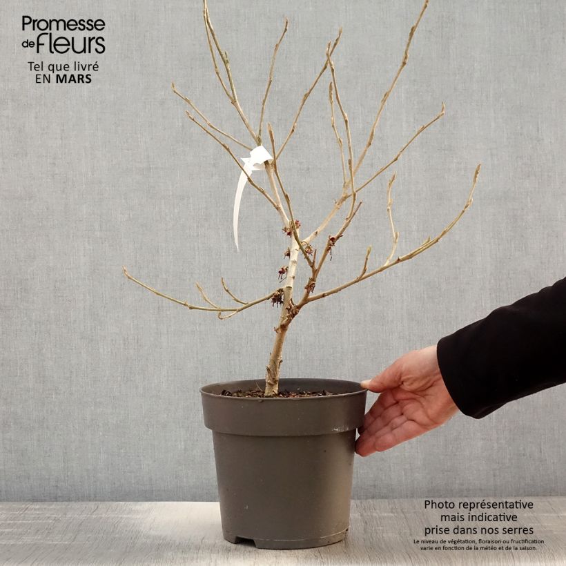 Exemplaar van Hamamelis vernalis Washington Park - Amerikaanse voorjaarstoverhazelaar Pot van 4 l/5 l zoals geleverd in de lente