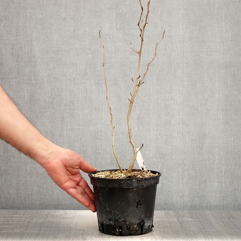 Exemplaar van Hamamelis virginiana - Amerikaanse toverhazelaar Pot van 3 l/4 l zoals geleverd in de lente