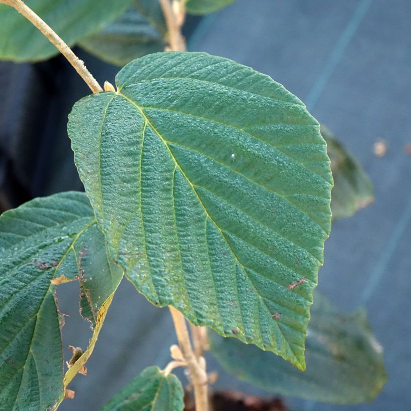 Hamamelis Barmstedt Gold - Toverhazelaar (Blad)