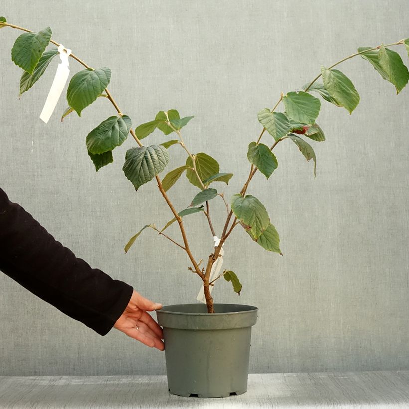 Exemplaar van Hamamelis x intermedia Barmstedt Gold - Noisetier de sorcière Pot de 4L/5L zoals geleverd in de herfst