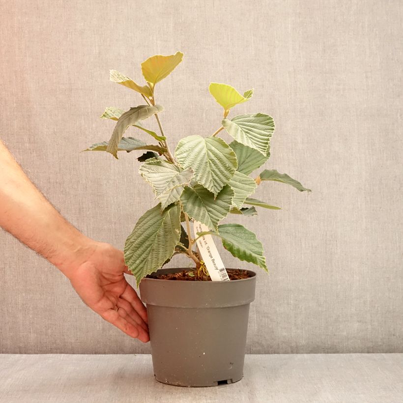 Exemplaar van Hamamelis Orange Beauty - Toverhazelaar Pot van 3 l/4 l zoals geleverd in de zomer