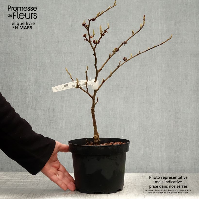 Example of Hamamelis x intermedia Orange Beauty - Noisetier de sorcière Pot van 3 l/4 l as you get in printemps