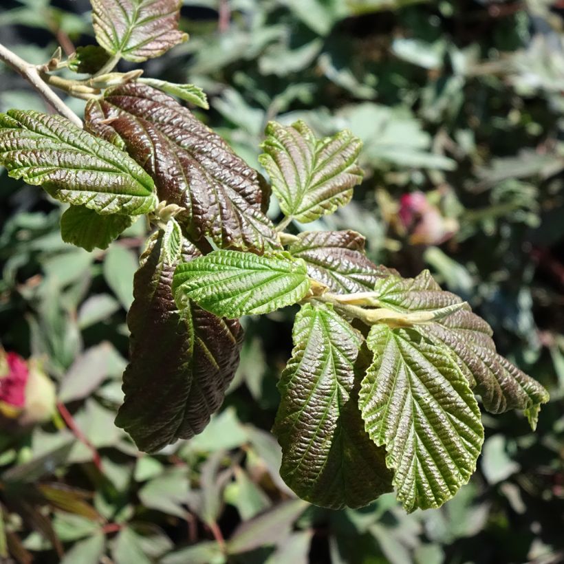 Hamamelis Orange Peel - Toverhazelaar (Blad)