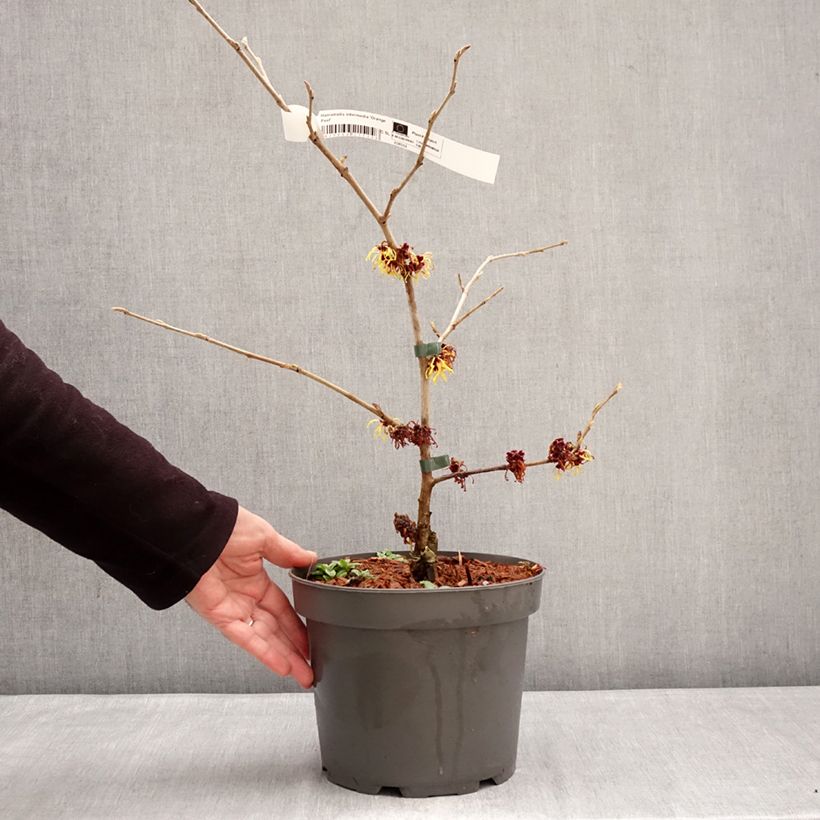 Exemplaar van Hamamelis Orange Peel - Toverhazelaar Pot van 3 l/4 l zoals geleverd in de winter