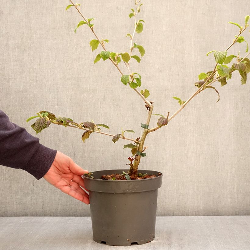 Exemplaar van Hamamelis Orange Peel - Toverhazelaar Pot van 3 l/4 l zoals geleverd in de lente