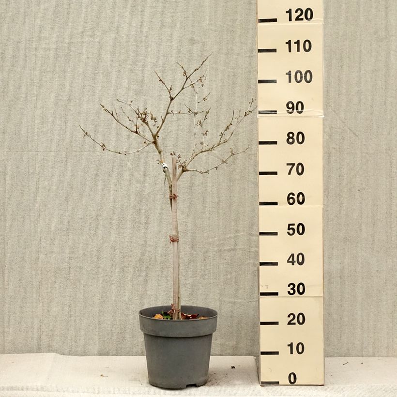 Exemplaar van Hamamelis (x) intermedia Rubin - Noisetier de sorcière  Pot de 7,5L/10L, Tige, Tige de 60 cm zoals geleverd in de herfst