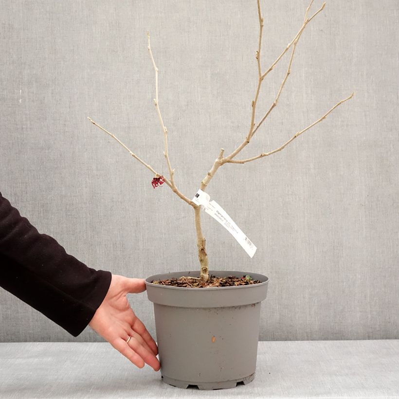 Example of Hamamelis (x) intermedia Yamina - Noisetier de sorcière Pot van 4 l/5 l as you get in hiver