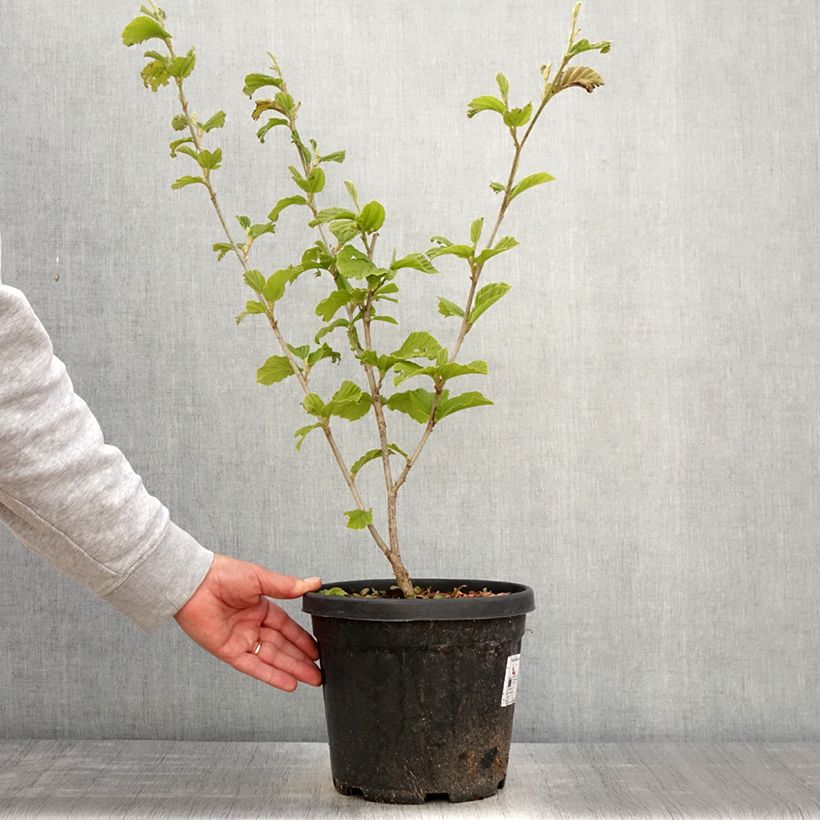 Exemplaar van Hamamelis intermedia Yamina - Toverhazelaar Pot van 4 l/5 l zoals geleverd in de lente