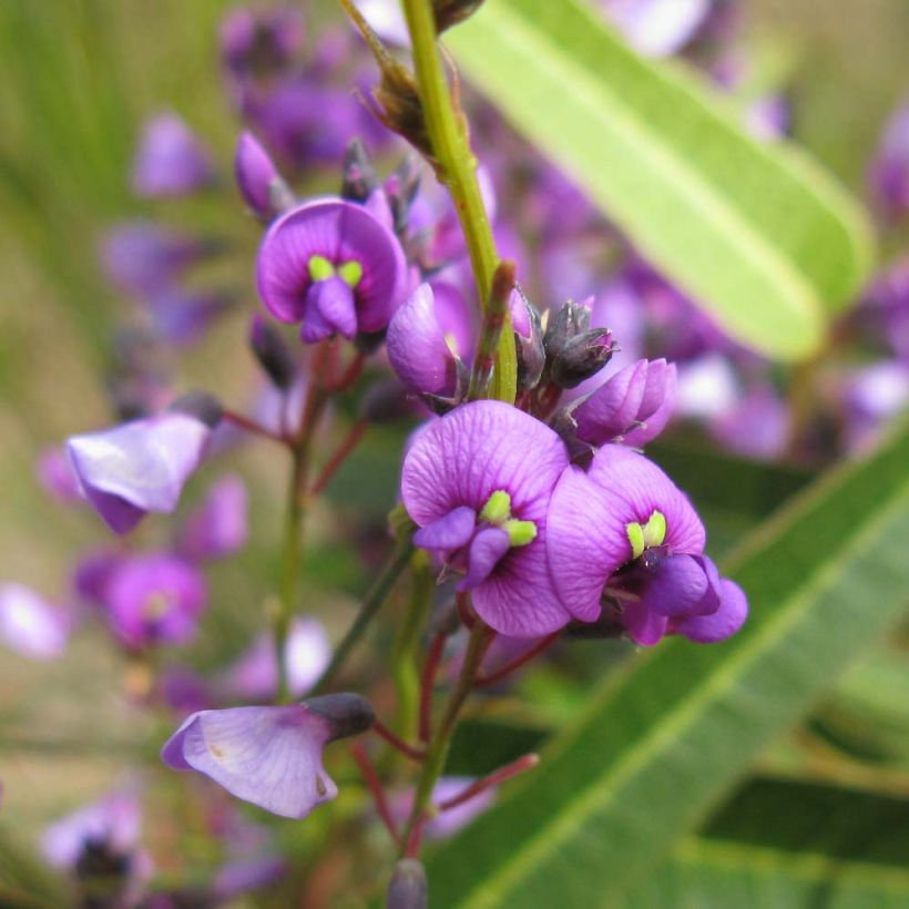 Hardenbergia violacea - Valse sarsparilla (Flowering)