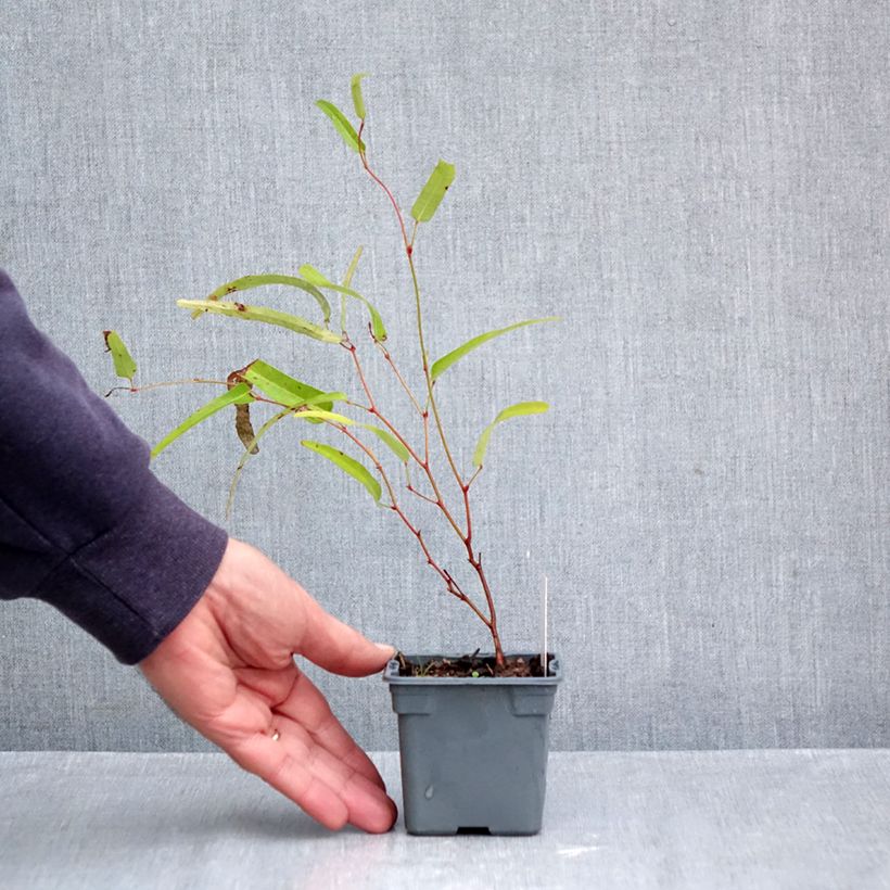 Example of Hardenbergia violacea Meema - Valse sarsparilla Kweekpotje van 8/9 cm as you get in automne