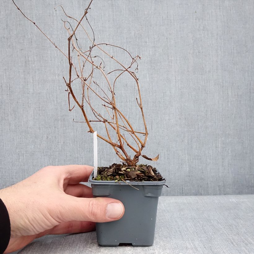 Exemplaar van Hardenbergia violacea Meema - Valse sarsparilla Kweekpotje van 8/9 cm zoals geleverd in de winter