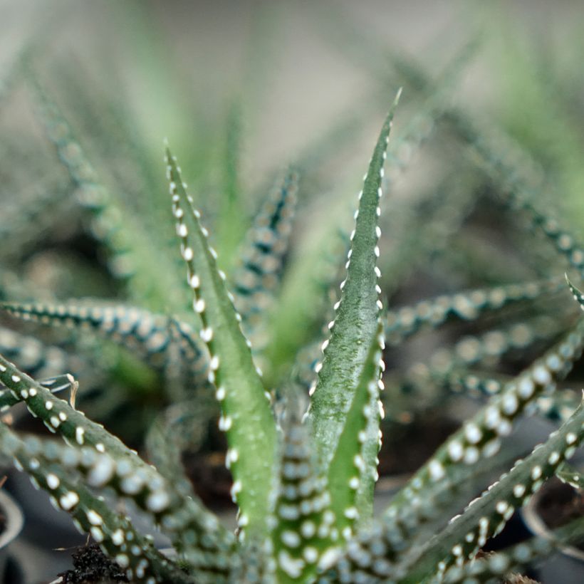 Haworthia Big Band - Zebraplant (Blad)