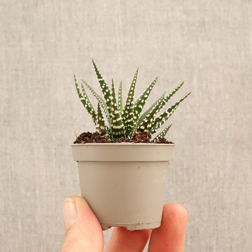 Exemplaar van Haworthia Big Band - Zebraplant Mini-kamerplanten zoals geleverd in de lente