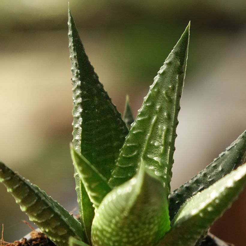 Haworthia Gasworthia (Blad)