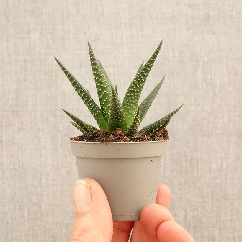 Exemplaar van Haworthia limifolia Mini-kamerplanten zoals geleverd in de lente