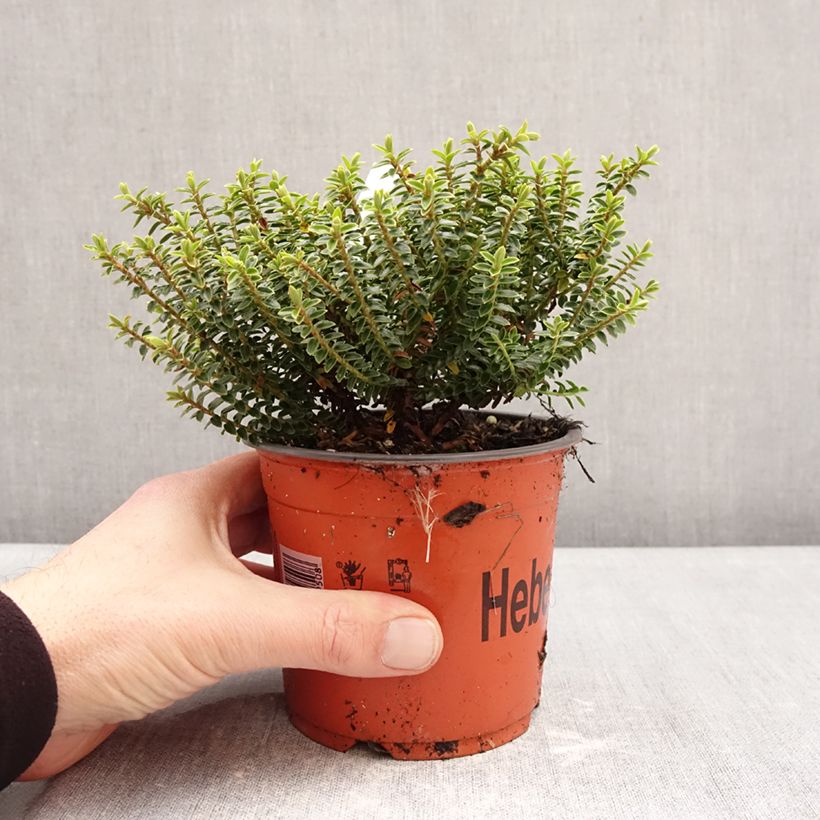 Exemplaar van Hebe buxifolia - Struikveronica Pot van 1,5 l/2 l zoals geleverd in de winter