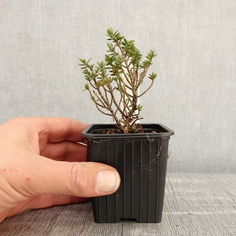 Example of Hebe carnosula - Struikveronica Kweekpotje van 8/9 cm as you get in printemps