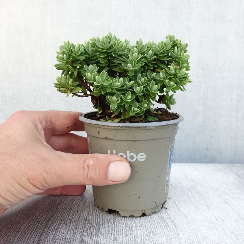 Exemplaar van Hebe Cobb Valley - Struikveronica Pot van 10 cm/11 cm zoals geleverd in de herfst