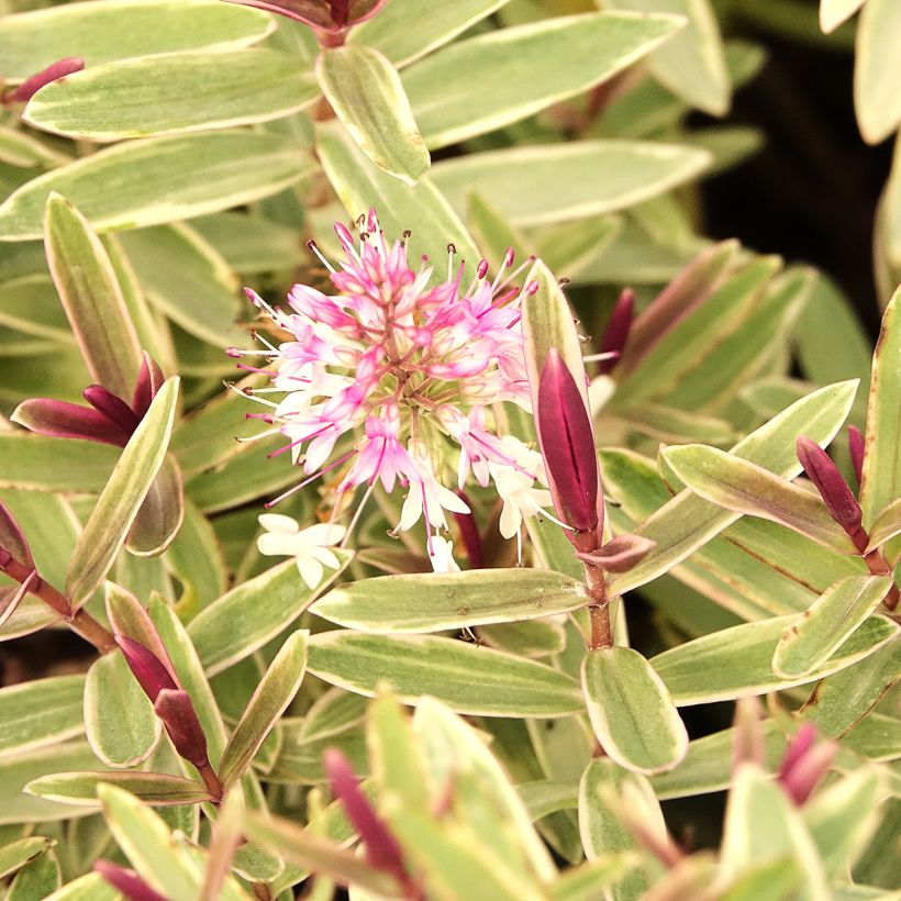 Hebe iBE Colour Dream - Struikveronica (Bloei)