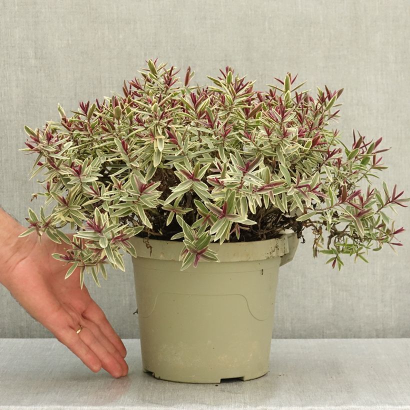 Exemplaar van Hebe iBE Colour Dream - Struikveronica Pot van 3 l/4 l zoals geleverd in de zomer