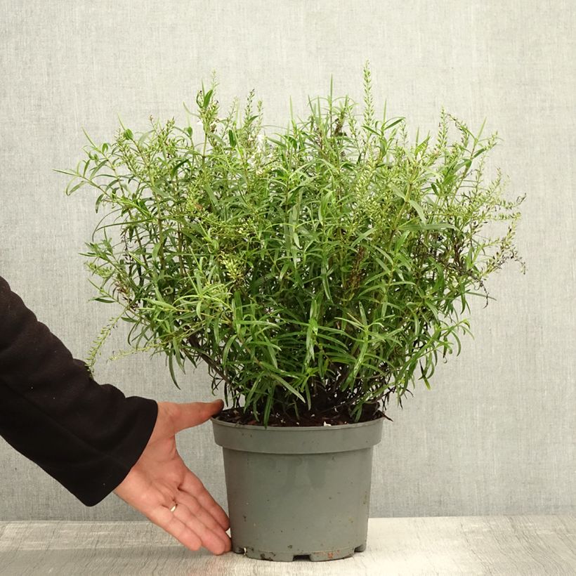 Exemplaar van Hebe Kirkii - Struikveronica Pot van 3 l/4 l zoals geleverd in de herfst