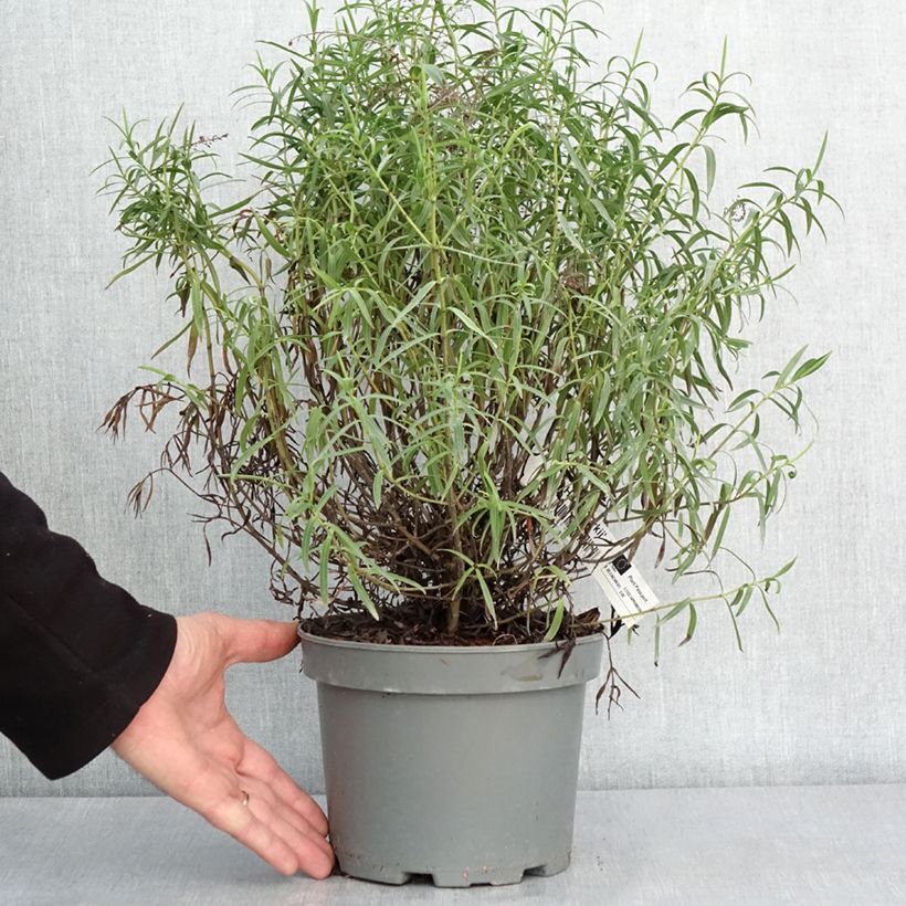 Exemplaar van Hebe Kirkii - Struikveronica Pot van 3 l/4 l zoals geleverd in de winter