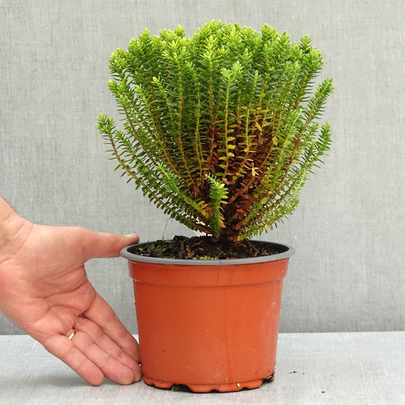 Exemplaar van Hebe odora Nana - Struikveronica Pot van 1,5 l/2 l zoals geleverd in de zomer