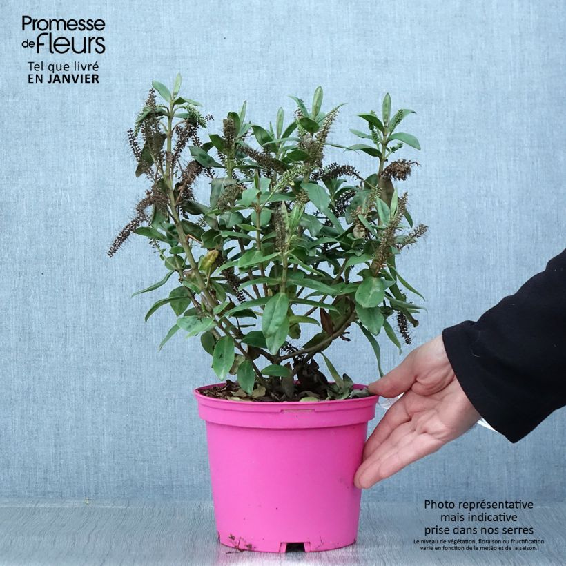 Example of Hebe Ouessant - Véronique arbustive Pot van 2 l/3 l as you get in hiver