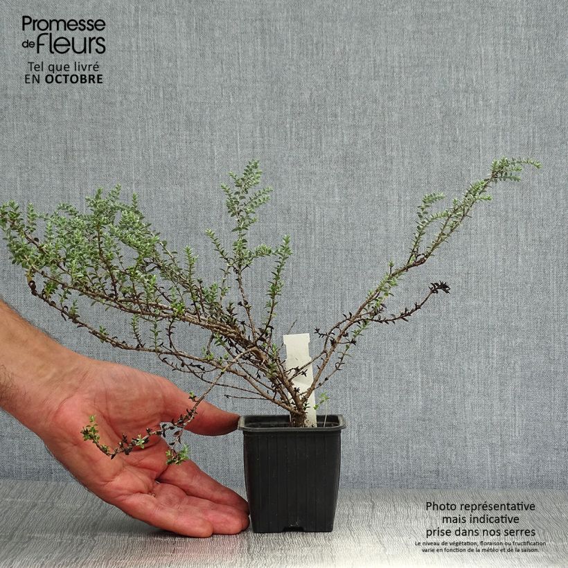 Exemplaar van Struikveronica Quicksilver - Hebe pimeleoides Kweekpotje van 8/9 cm zoals geleverd in de herfst
