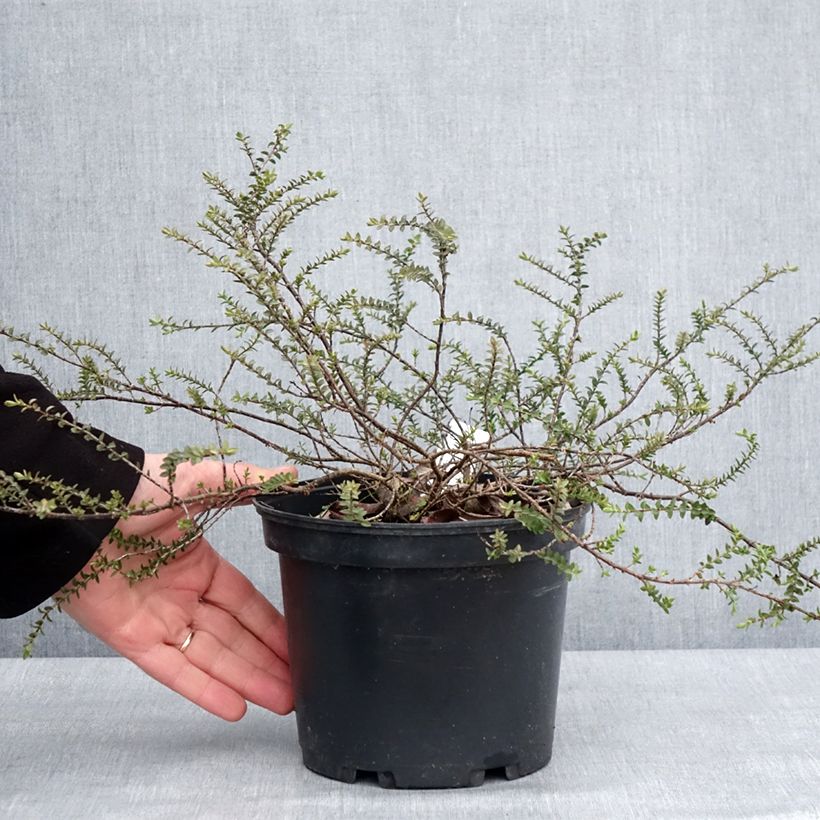 Example of Struikveronica Quicksilver - Hebe pimeleoides Pot van 3 l/4 l as you get in hiver