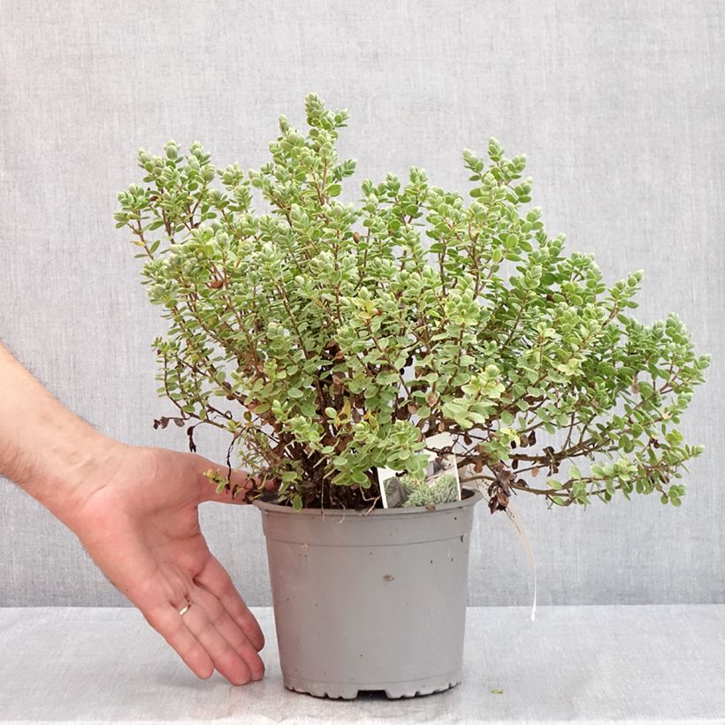 Example of Hébé topiaria - Véronique arbustive Pot van 1,5 l/2 l as you get in ete