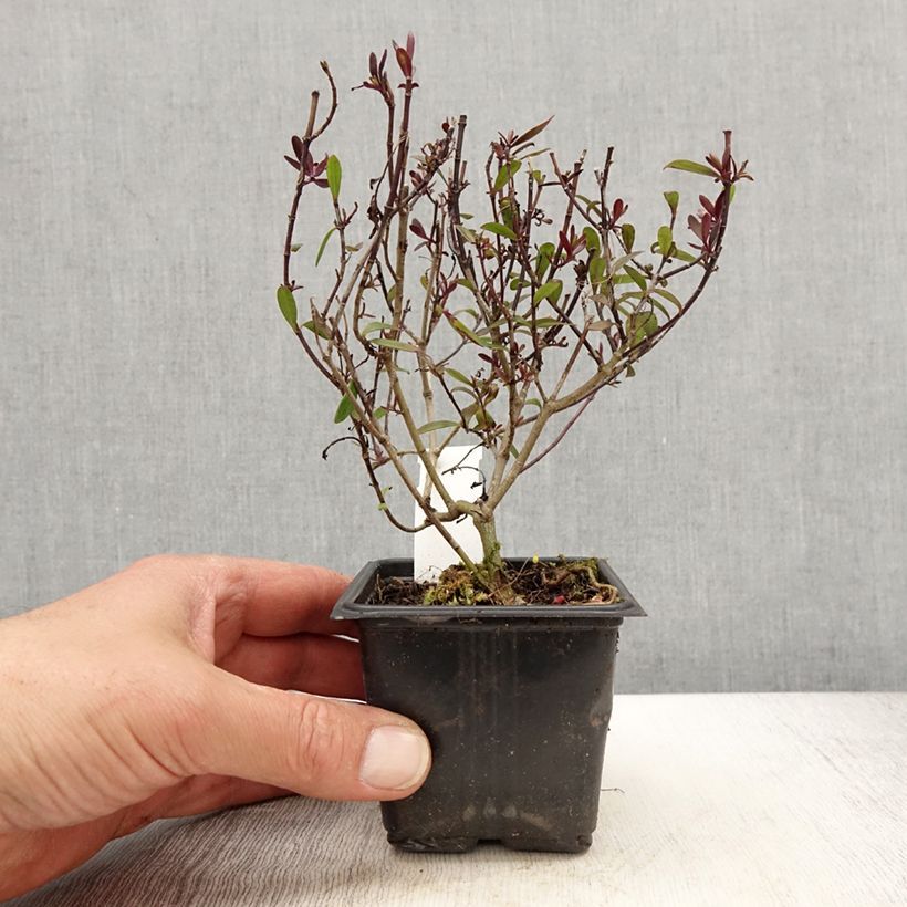 Example of Hebe Turkish Delight - Véronique arbustive Kweekpotje van 8/9 cm as you get in printemps