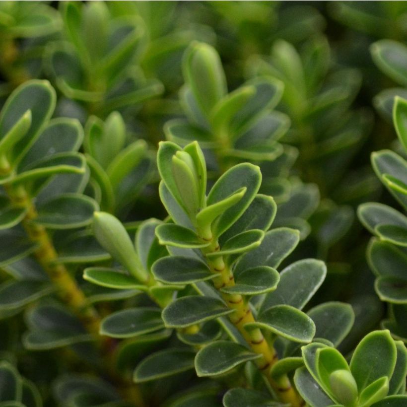 Hebe vernicosa - Struikveronica (Foliage)
