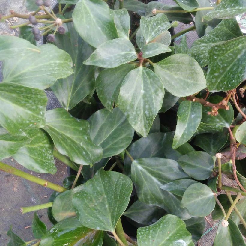 Hedera colchica Arborescens - Colchische klimop (Foliage)
