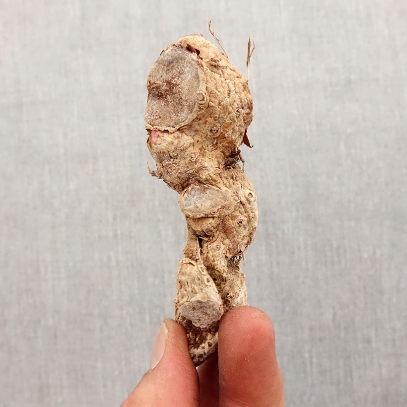 Example of Hedychium coccineum Tara - Longose rouge Bol size I as you get in printemps