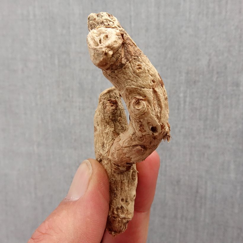 Exemplaar van Hedychium densiflorum - Gemberlelie Bol kaliber I zoals geleverd in de lente