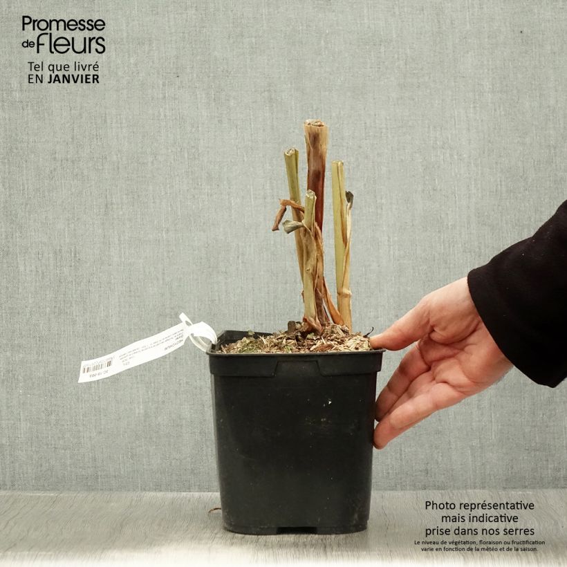 Example of Hedychium Dixter (Tresco) - Longose - Gingembre d'ornement  Pot van 3 l/4 l as you get in hiver