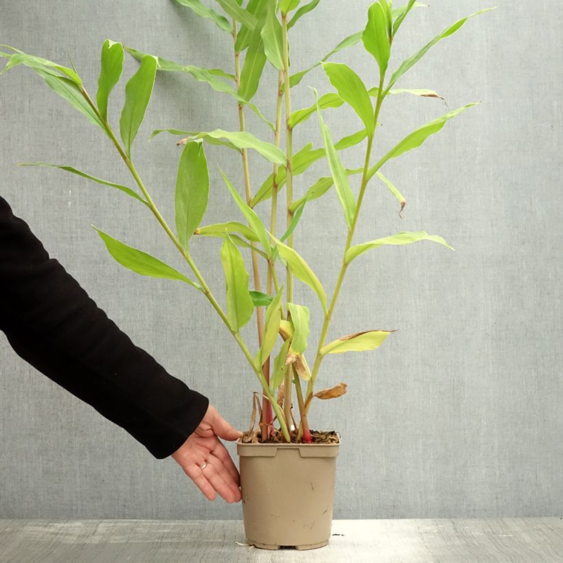 Exemplaar van Hedychium Elizabeth - Gemberlelie Pot van 3 l/4 l zoals geleverd in de herfst