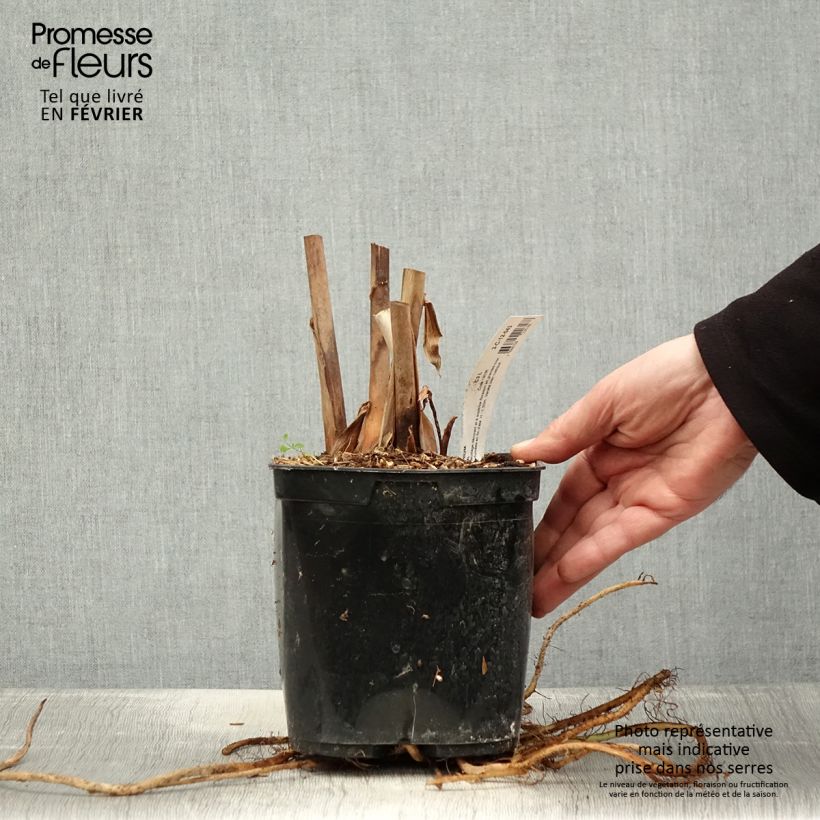 Example of Hedychium Elizabeth - Gemberlelie Pot van 3 l/4 l as you get in hiver