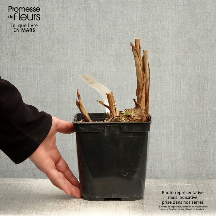 Exemplaar van Hedychium Elizabeth - Gemberlelie Pot van 3 l/4 l zoals geleverd in de lente