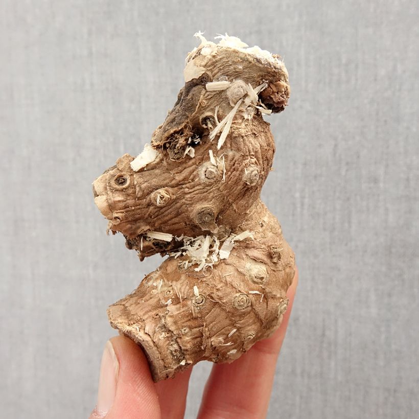 Example of Hedychium ellipticum - Longose Bol size I as you get in printemps